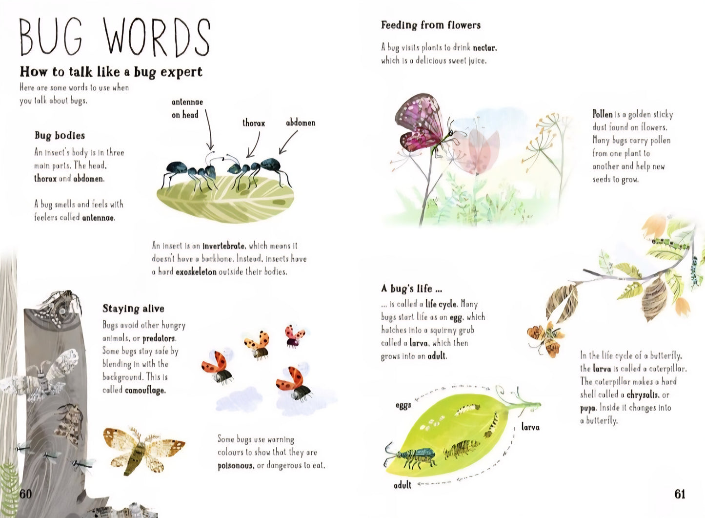 The Big Book Of Bugs
