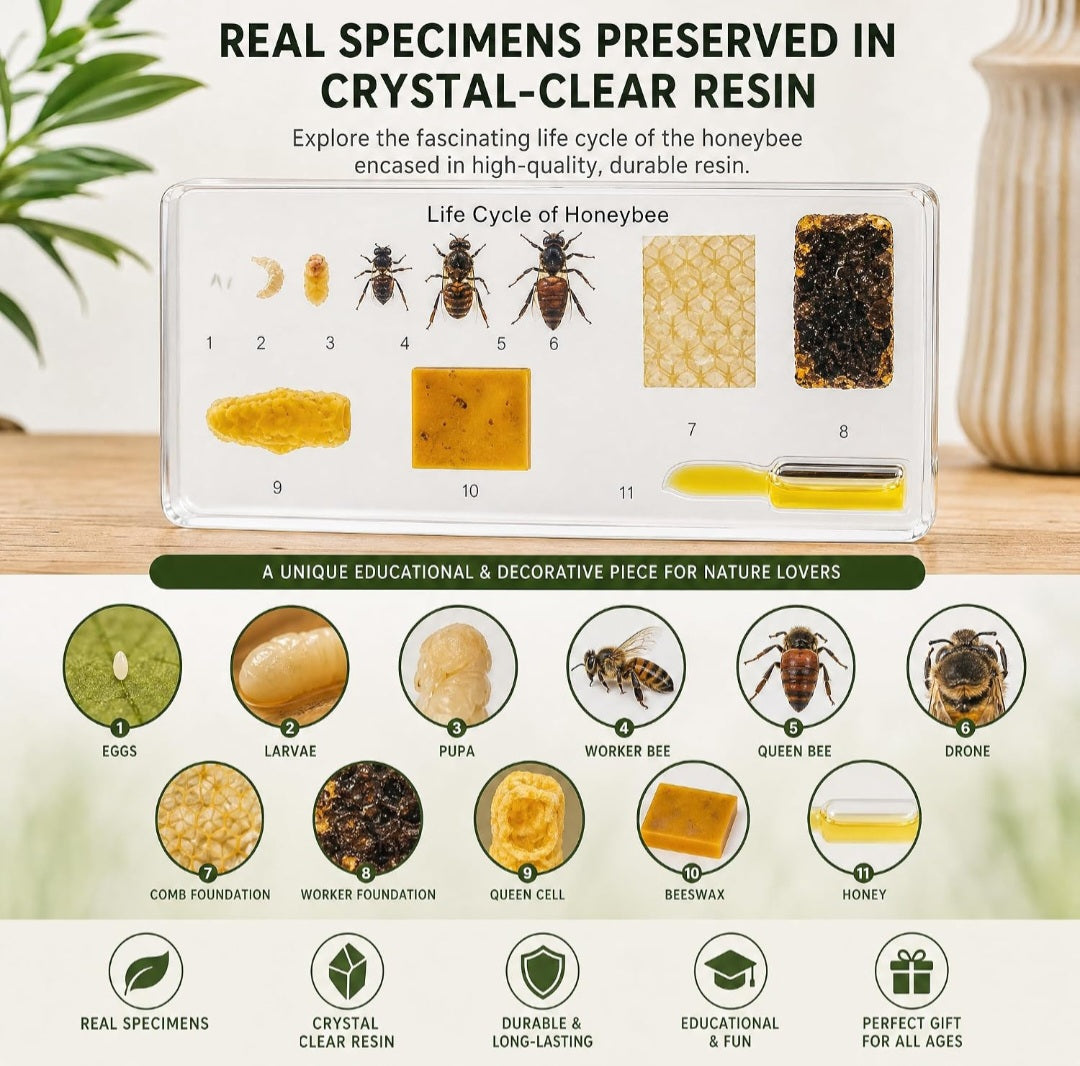 Honeybee Life Cycle Specimen – Insect Science & Nature Study
