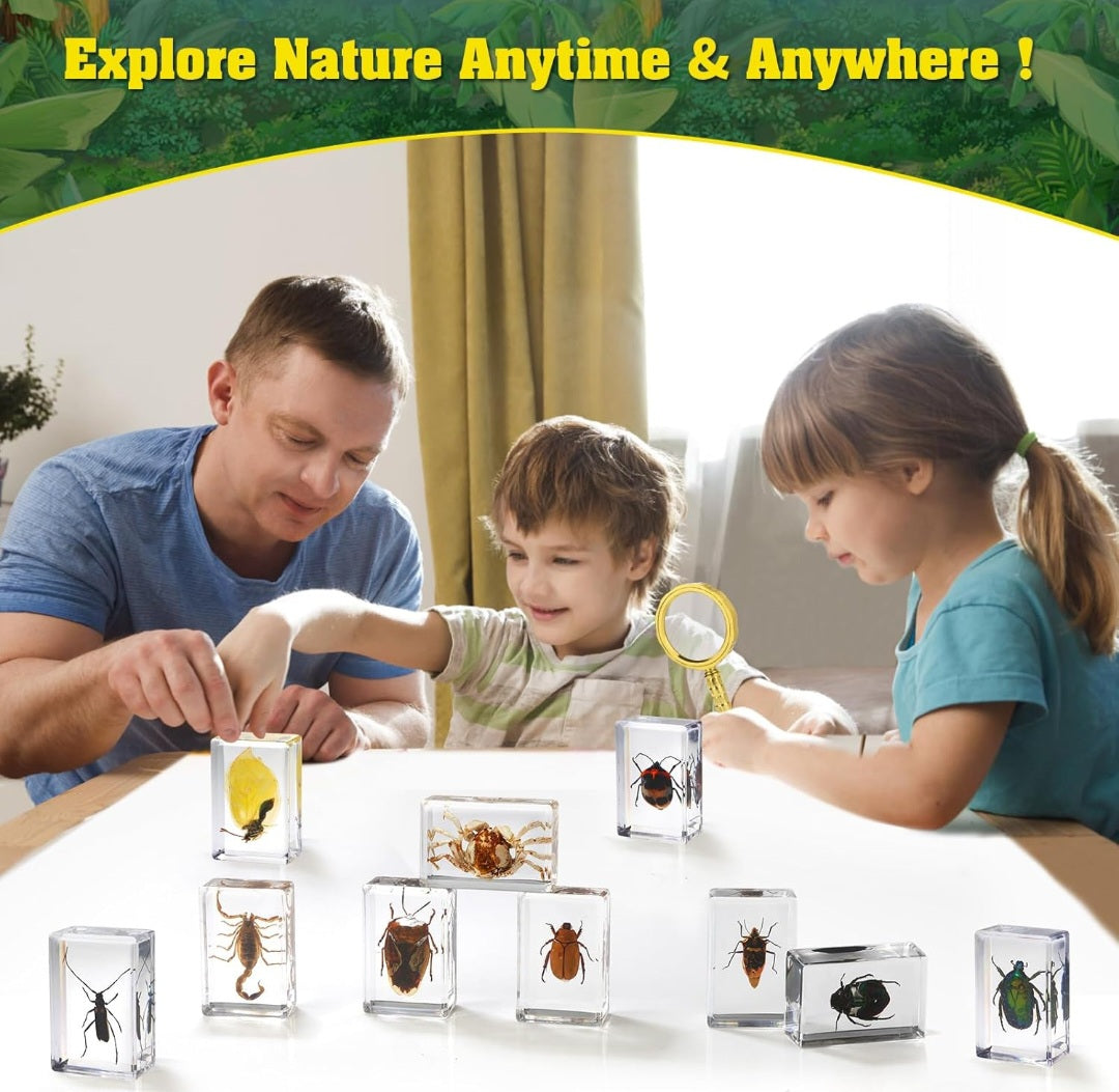 15 Piece Insect Specimens in Resin