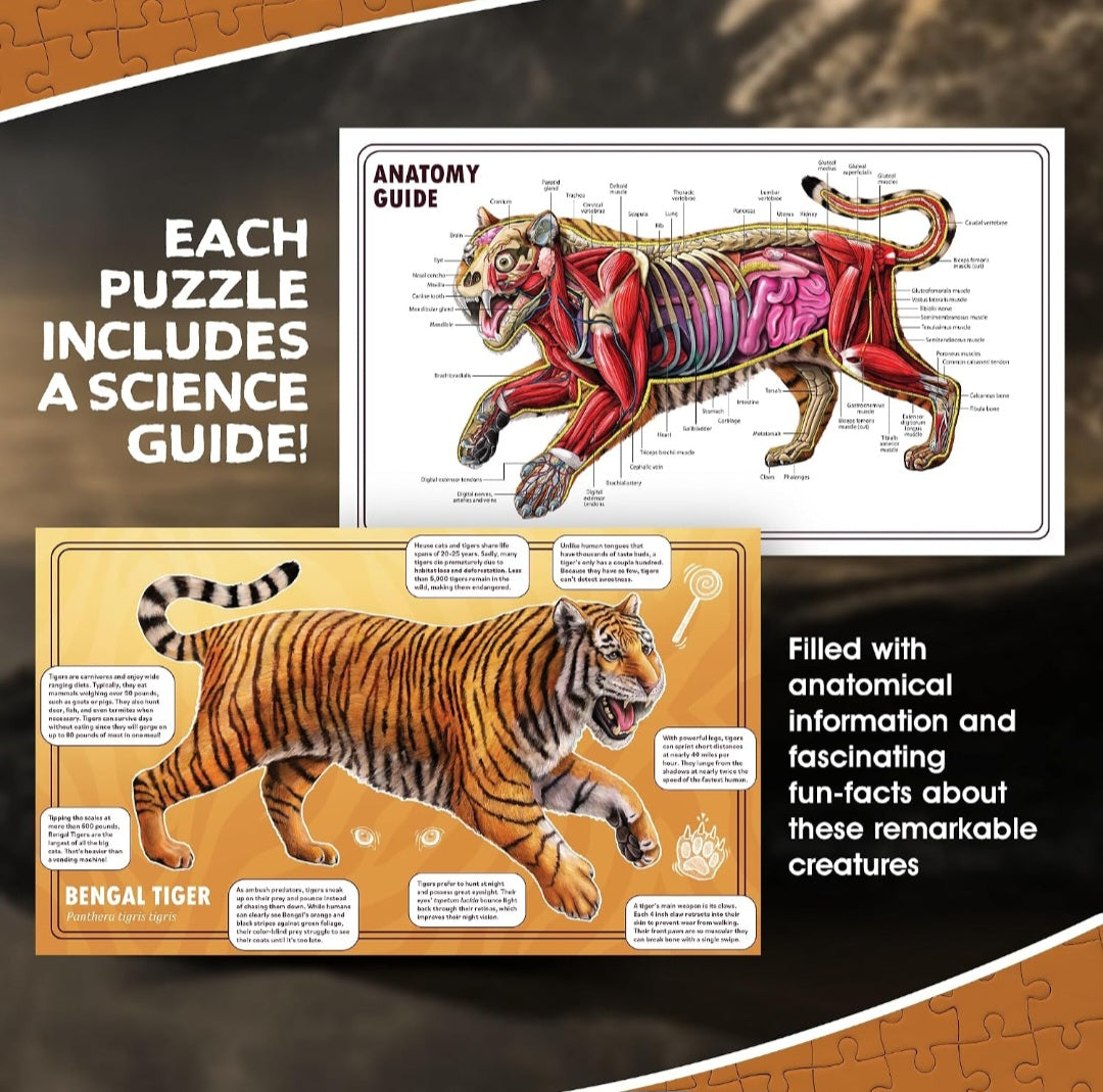 Tiger Animal Anatomy Floor Puzzle| 100-Piece Double-Sided Puzzle