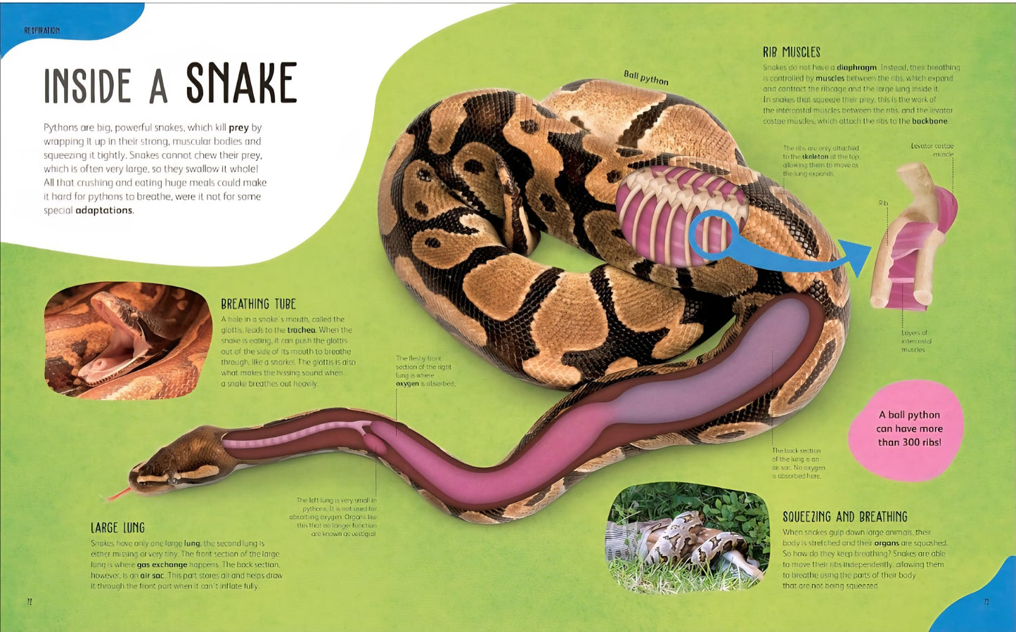 The Animal Body Book