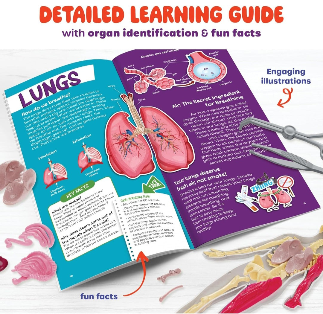 Human Body Study Kit