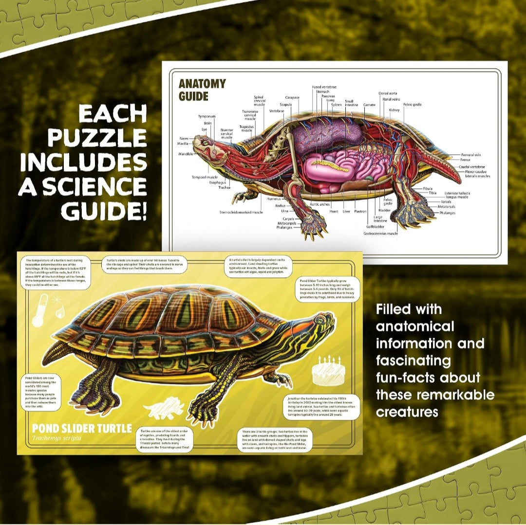 Turtle Animal Anatomy Floor Puzzle|100-Piece Double-Sided Puzzle