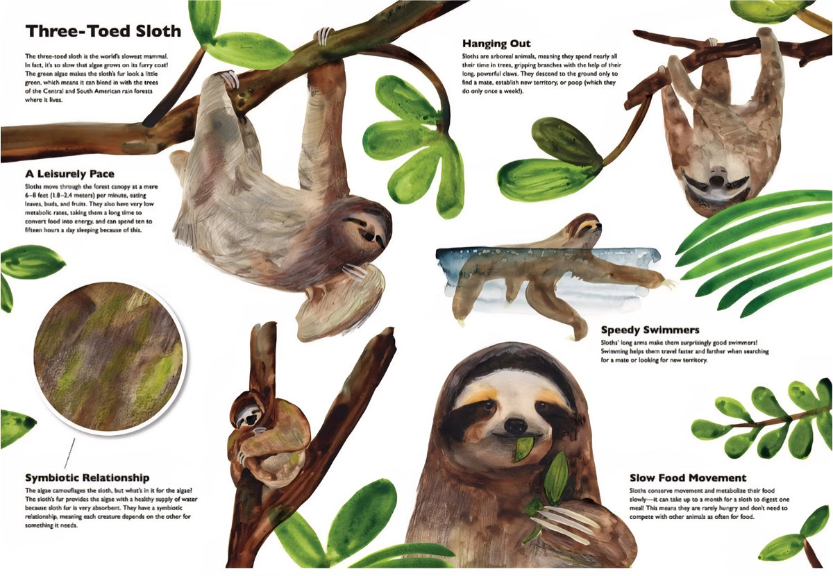 Masters of Disguise: Camouflaging Creatures & Magnificent Mimics | Marc Martin | Hardcover Nature Book