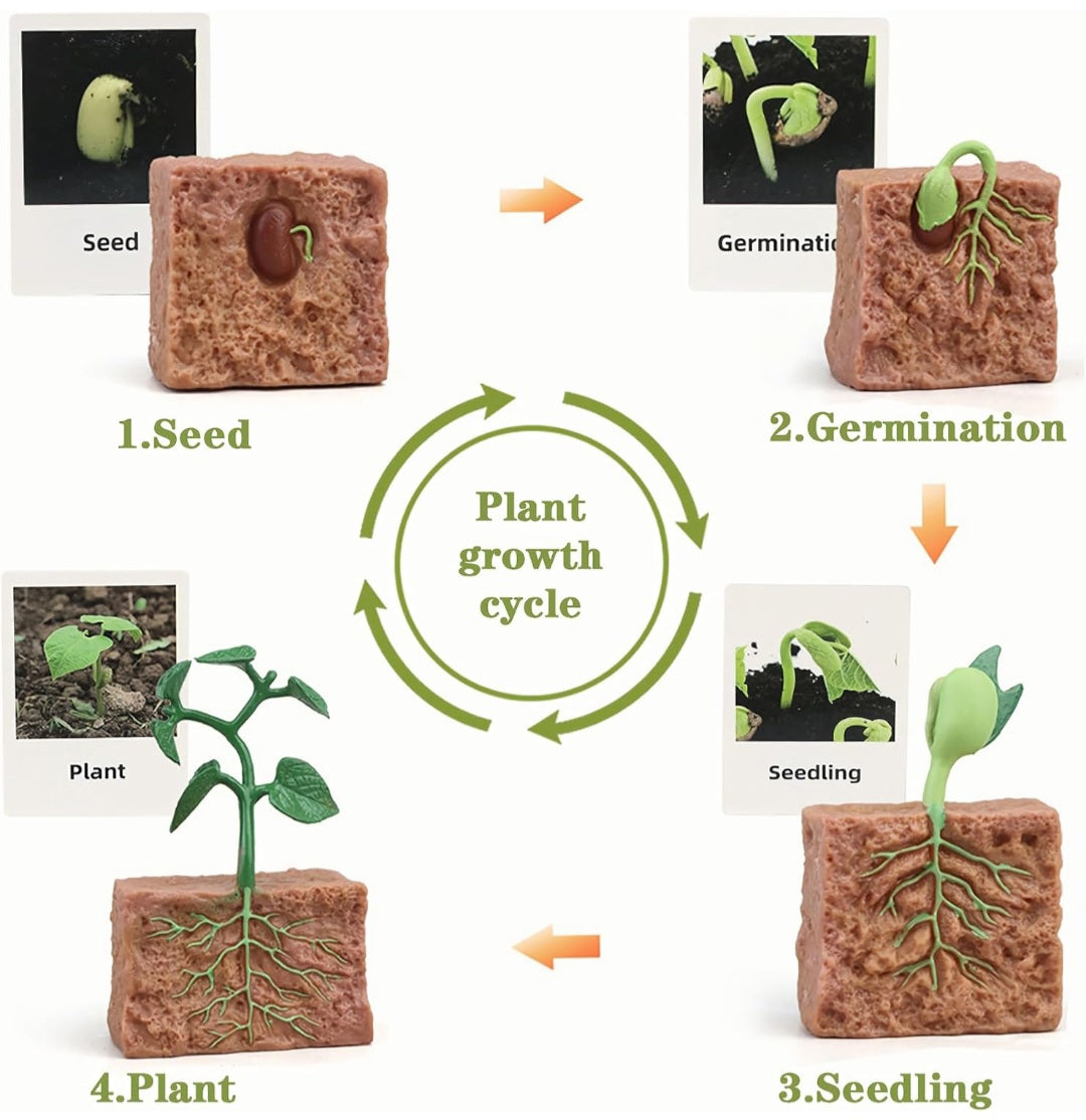 Life Cycles Learning Set (Butterfly, Frog, Ladybug, Plant)
