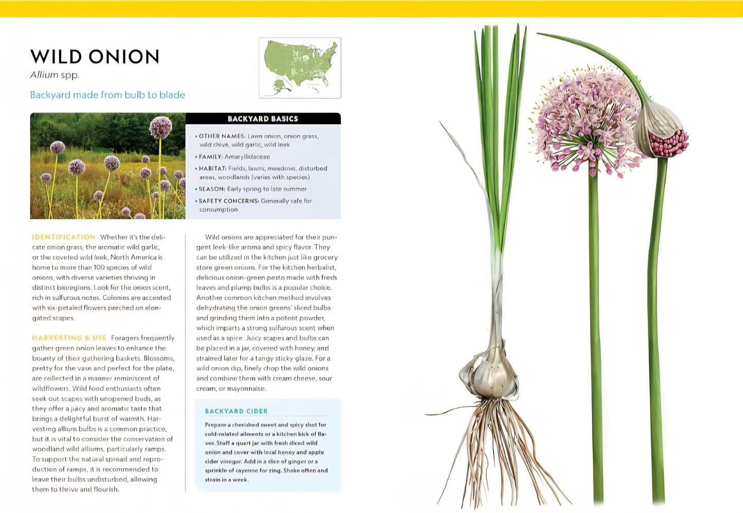 National Geographic Backyard Guide To Edible Wild Plants
