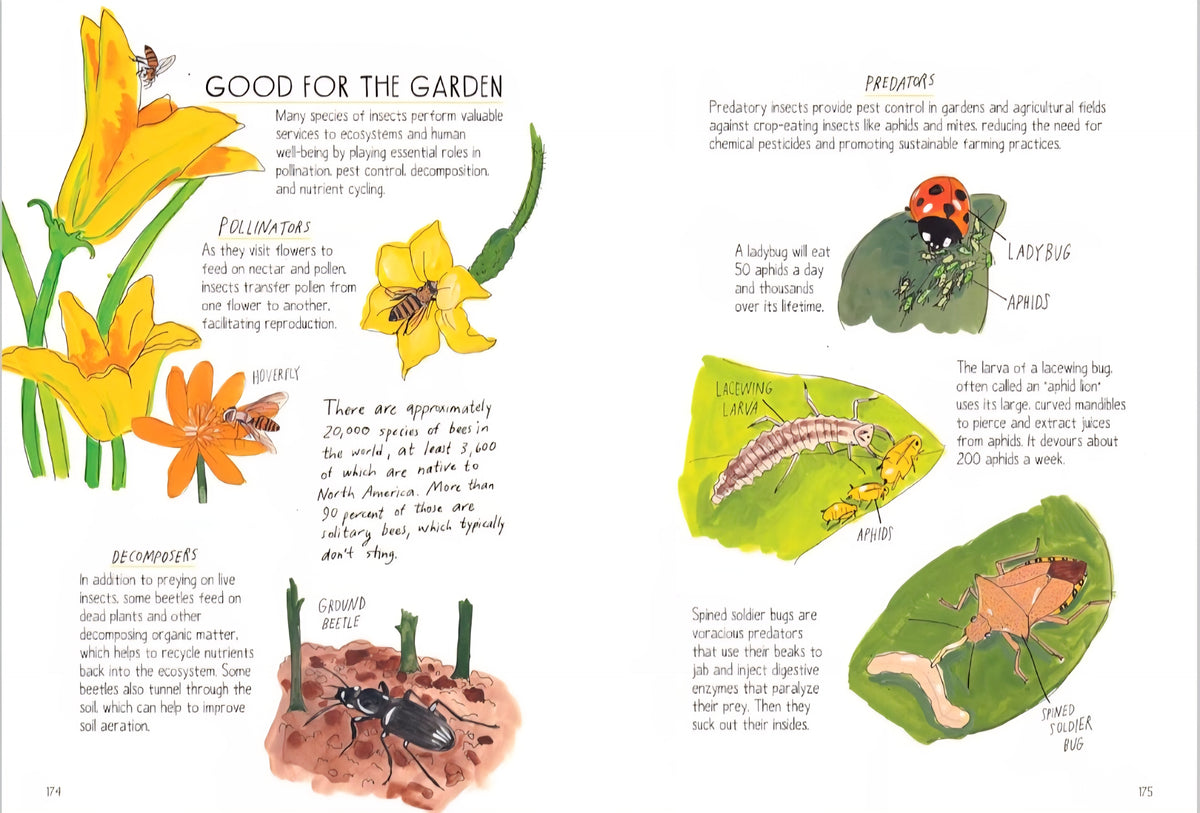 Insect Anatomy|Bees, Beetles, Butterflies & Bugs