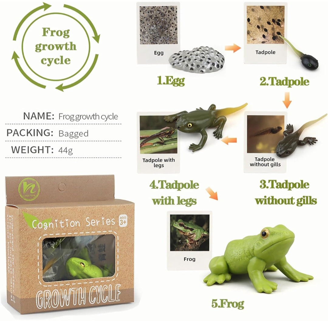 Life Cycles Learning Set (Butterfly, Frog, Ladybug, Plant)