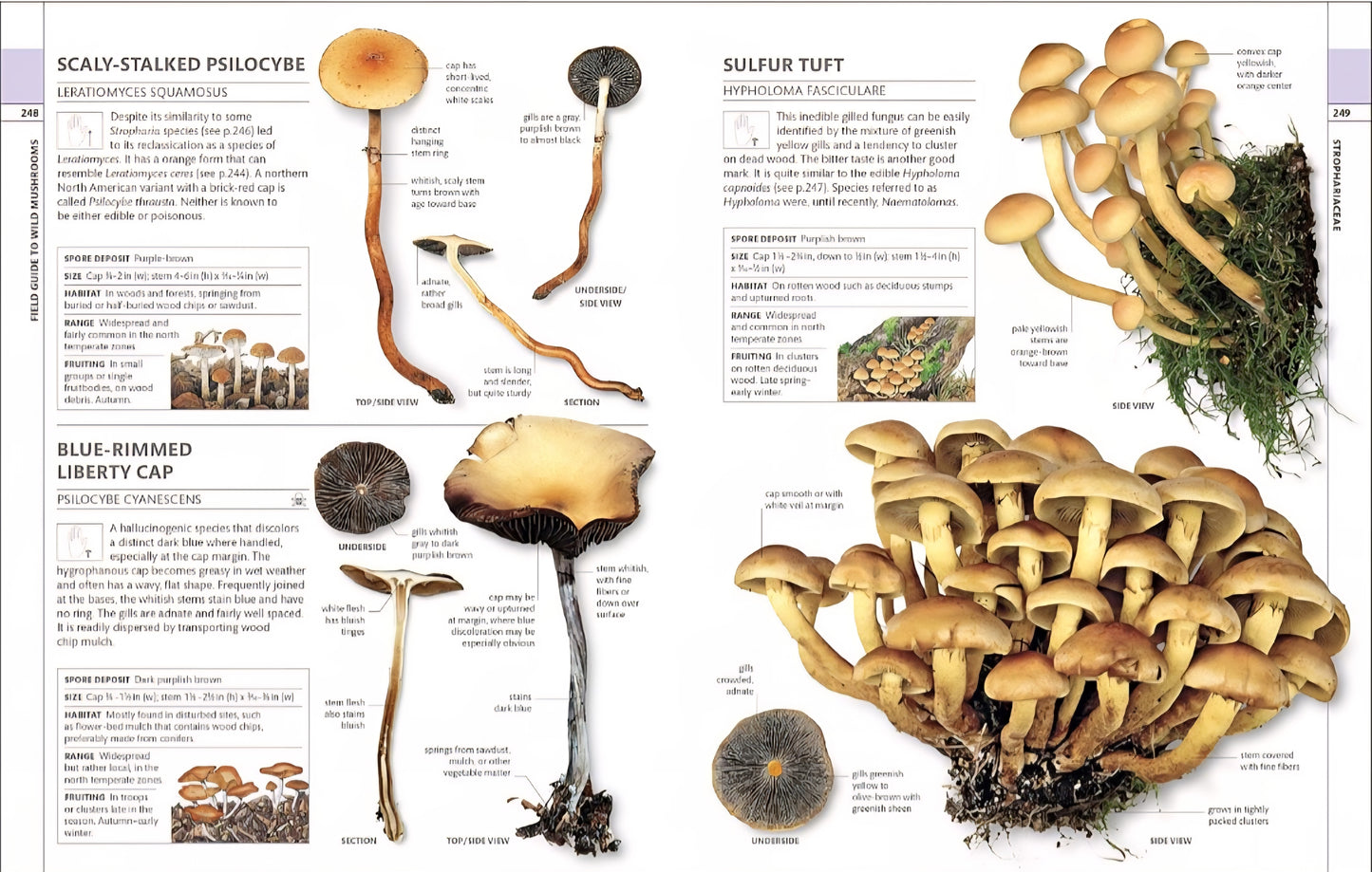 Mushrooms & Fungi Book Bundle