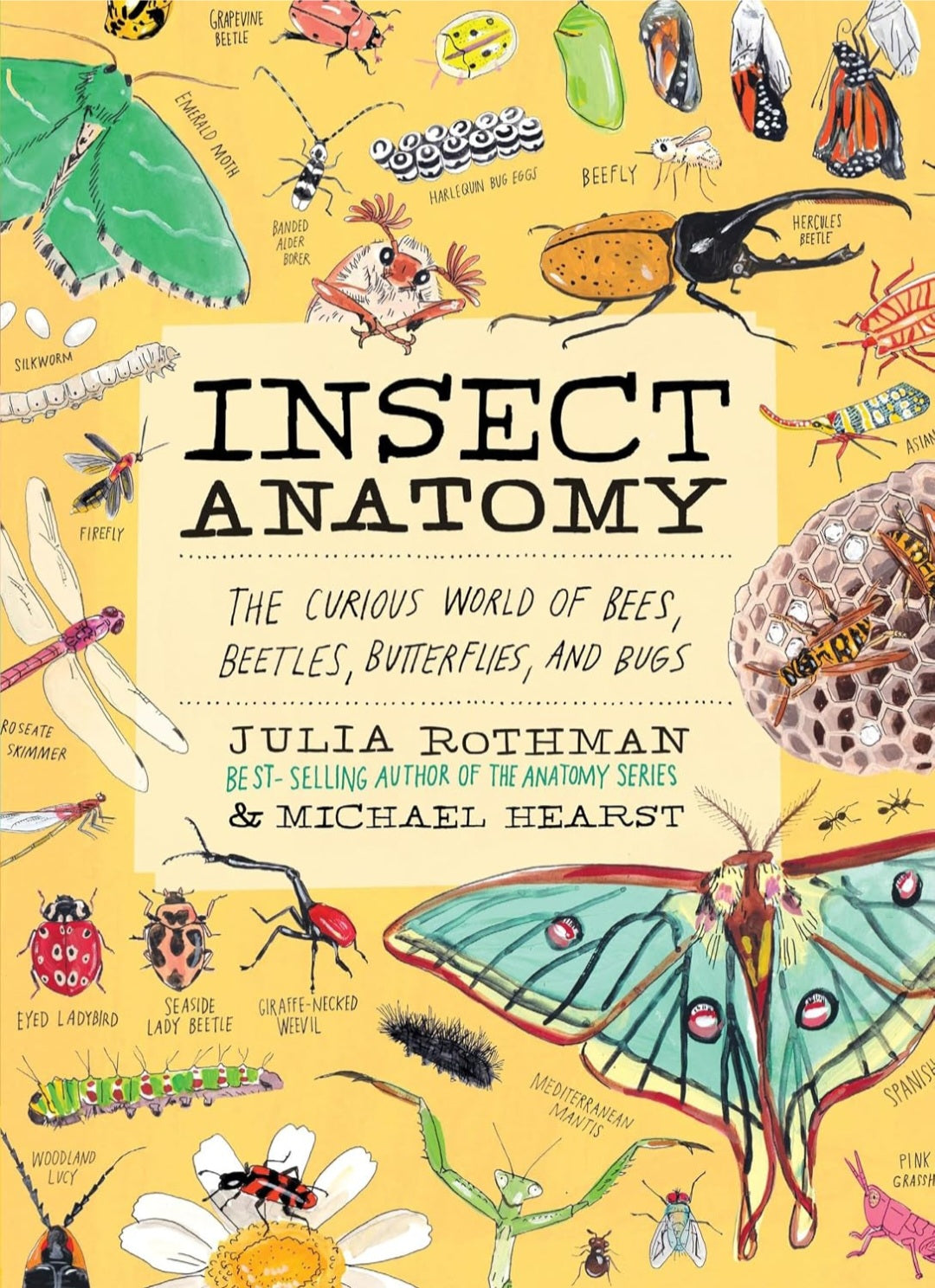 Insect Anatomy|Bees, Beetles, Butterflies & Bugs