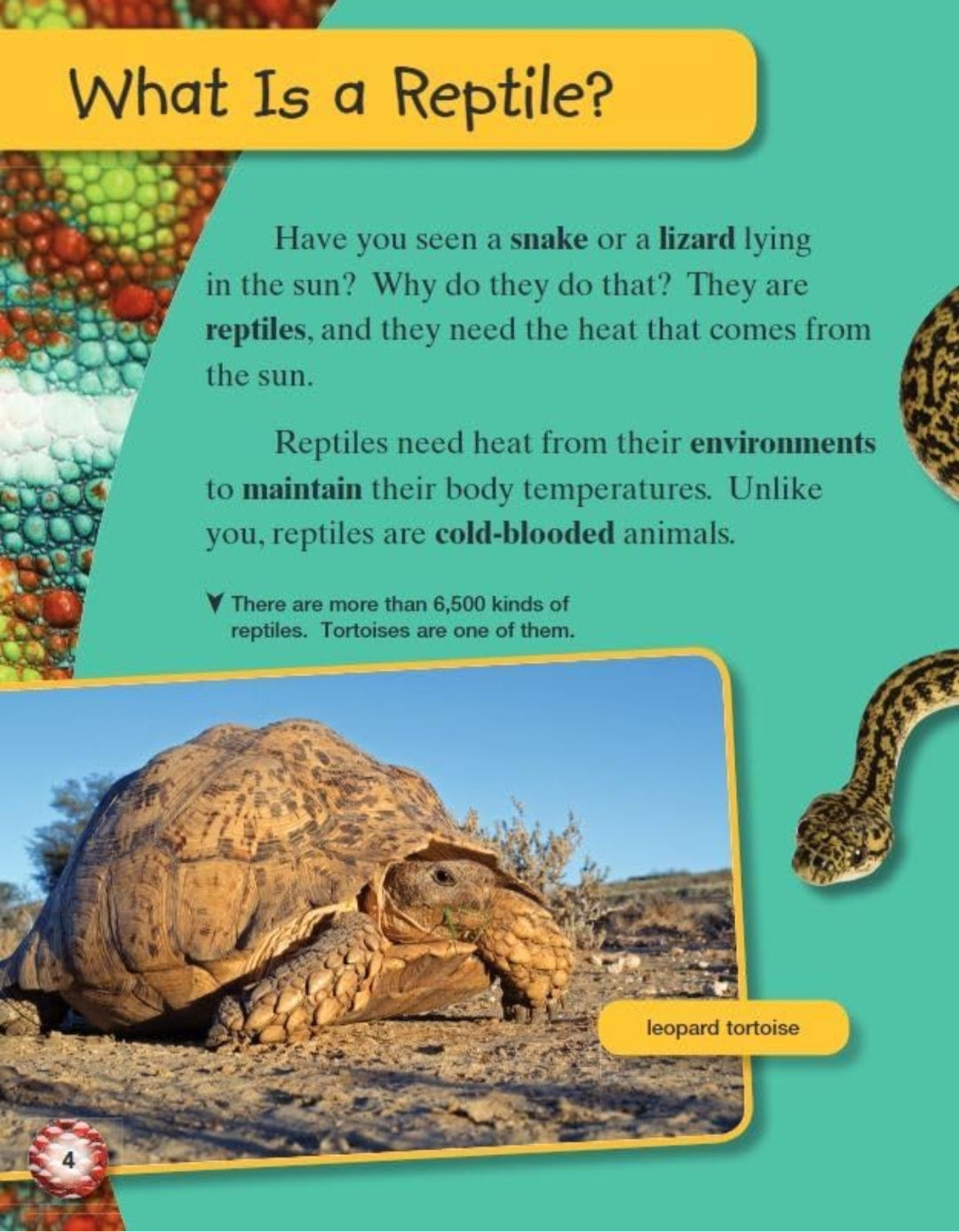 Reptiles & Amphibians Book Bundle