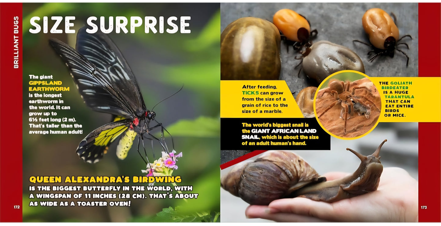 Bug Explorer Kit