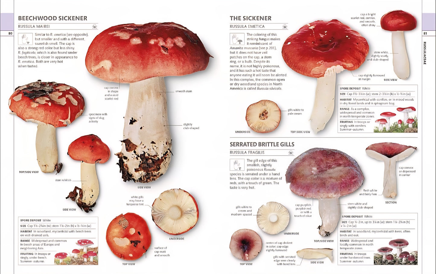 Mushrooms & Fungi Book Bundle