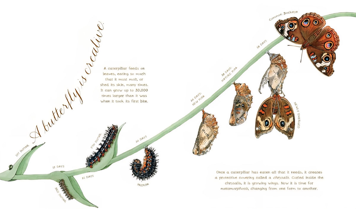 Nature’s Wonders Book Collection | 7 Illustrated Books on Seeds, Insects, Birds, Rocks & Natural Life Cycles