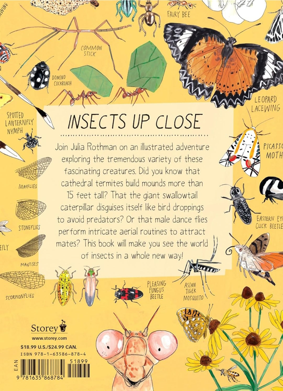 Insect Anatomy|Bees, Beetles, Butterflies & Bugs