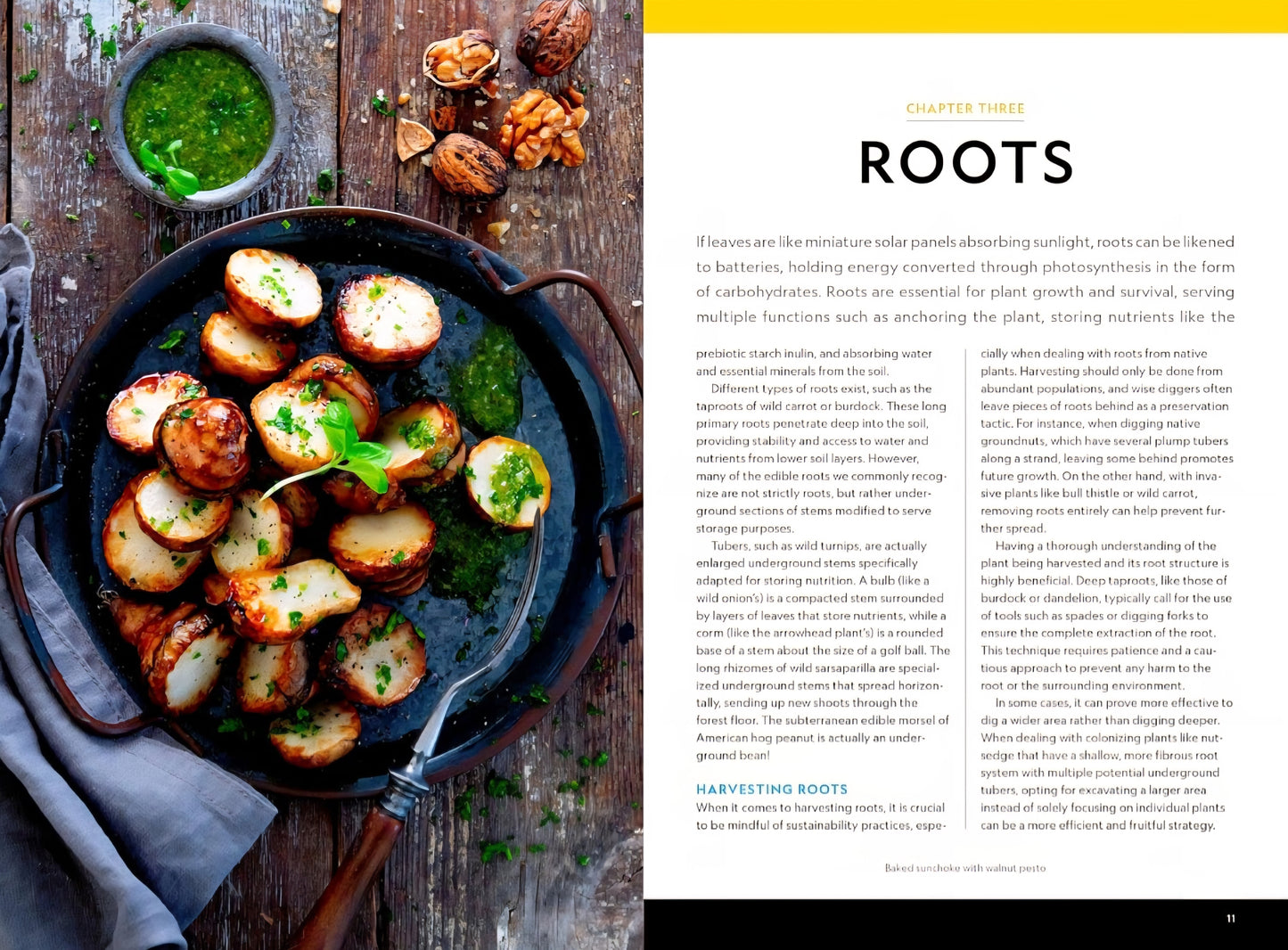 National Geographic Backyard Guide To Edible Wild Plants
