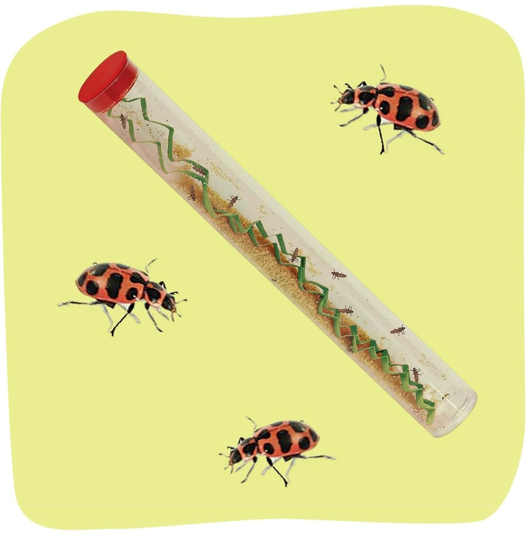 Insect Lore Ladybug Habitat With LIVE Ladybugs Project