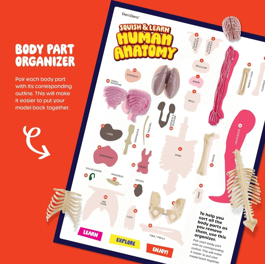 Human Body Study Kit