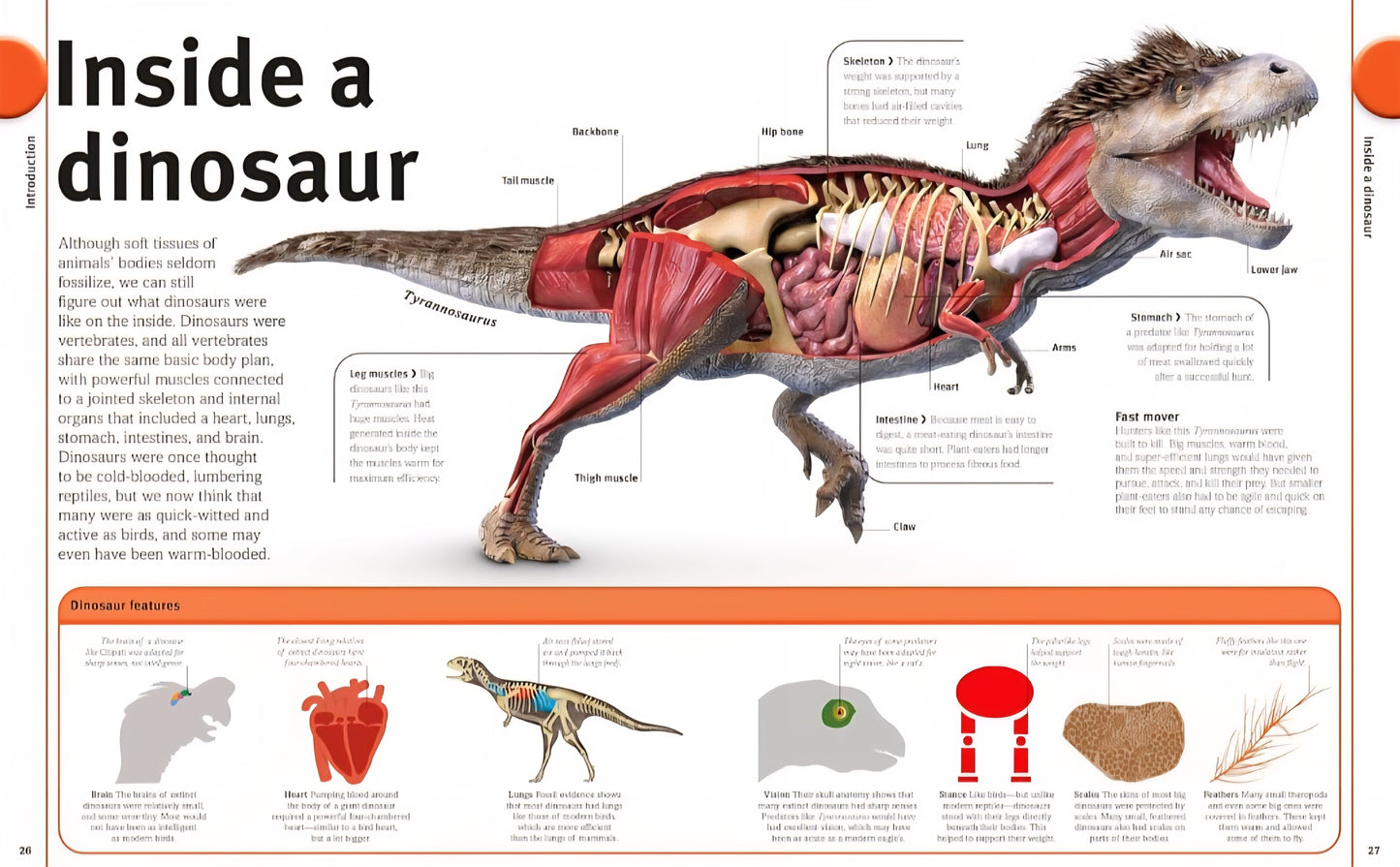 Dinosaur Study Kit
