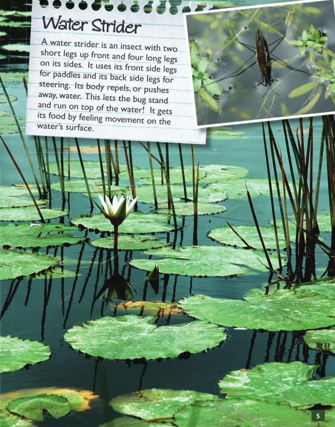 Pond Study Kit