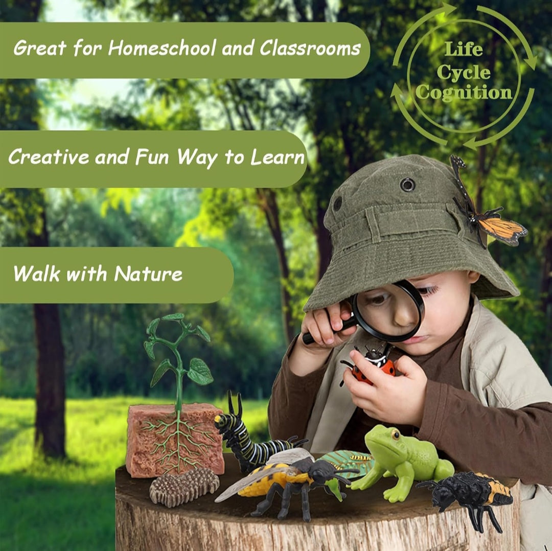 Life Cycles Learning Set (Butterfly, Frog, Ladybug, Plant)