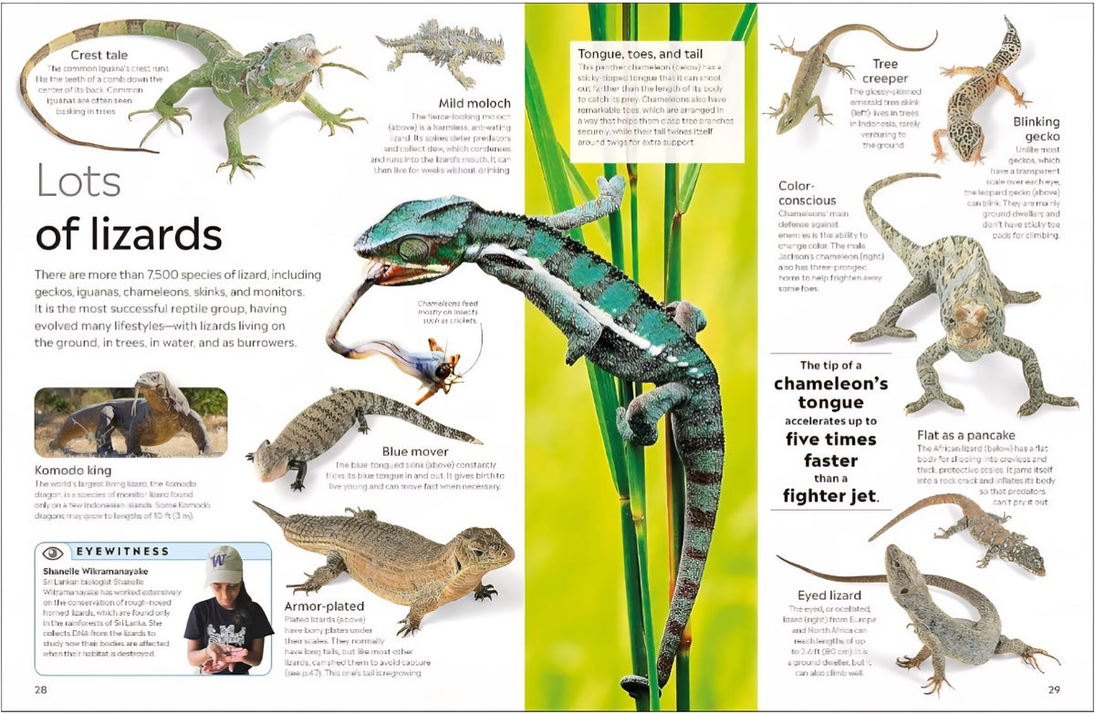 Eyewitness Reptile|Hardcover