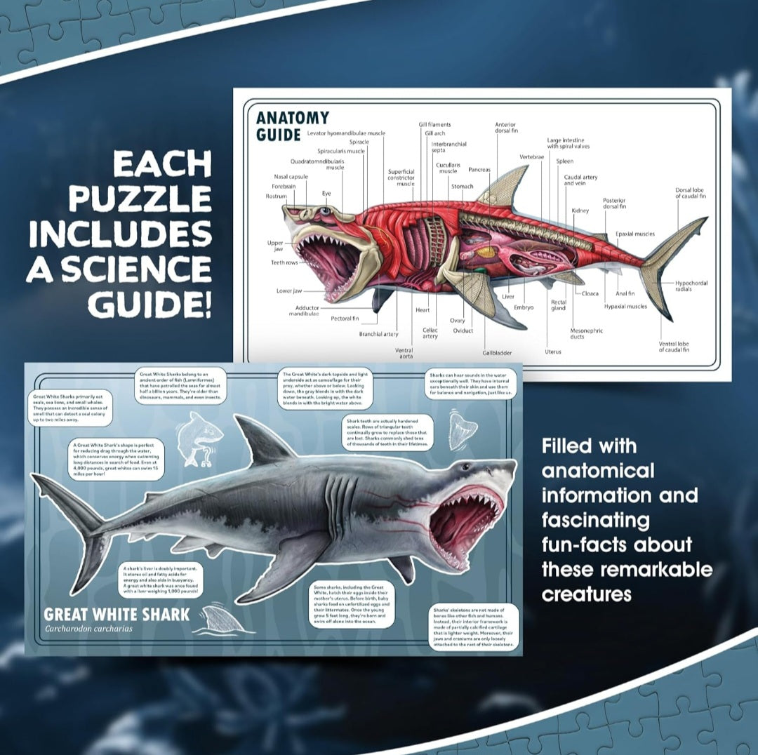 Shark Anatomy Floor Puzzle – 100-Piece Double-Sided Life-Size Shark Puzzle