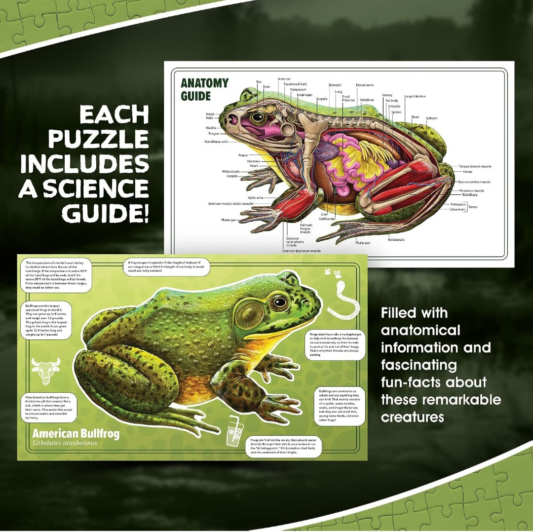 Bullfrog Anatomy Floor Puzzle – 100-Piece Double-Sided Life-Size Frog Puzzle