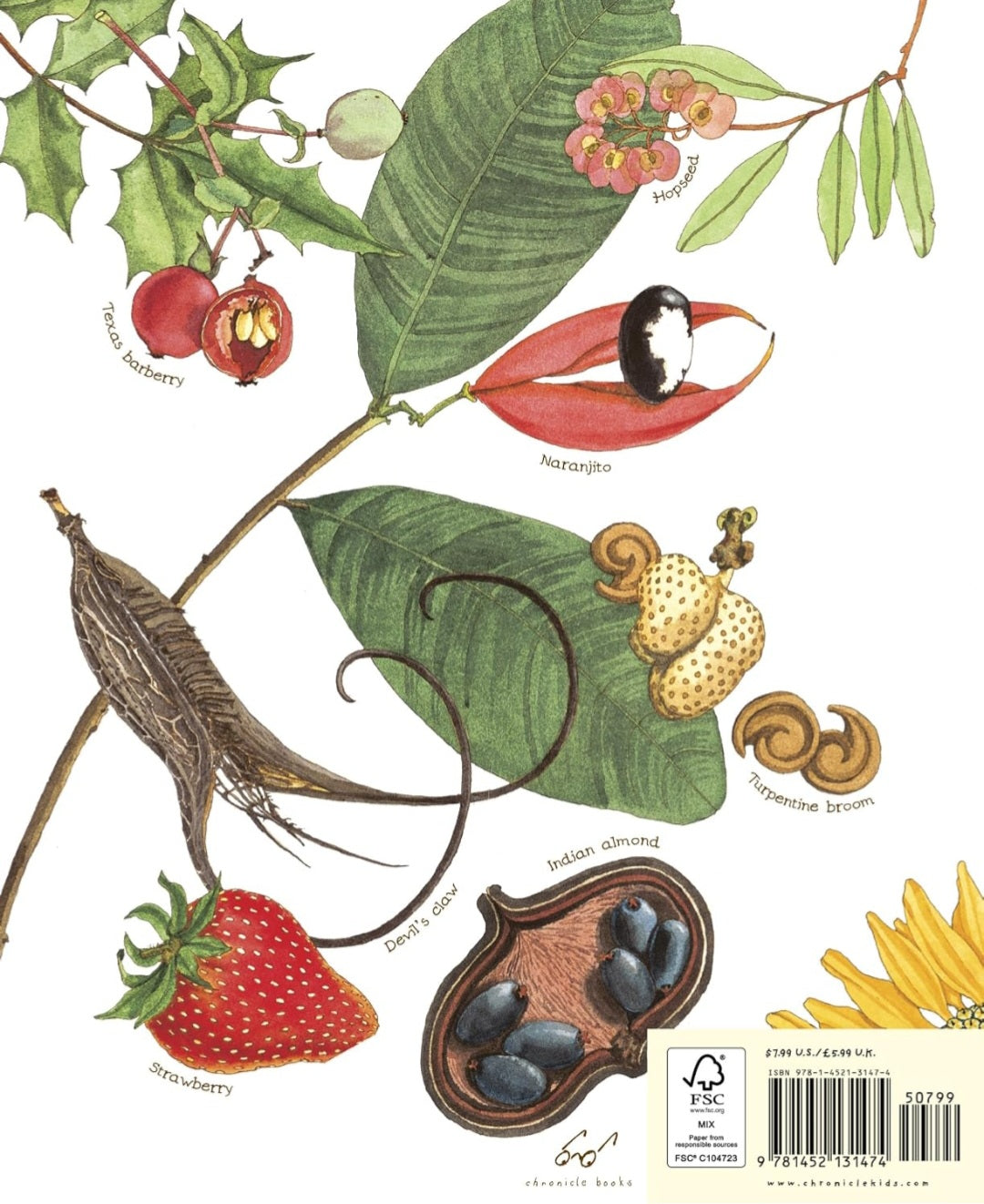Nature’s Wonders Book Collection | 7 Illustrated Books on Seeds, Insects, Birds, Rocks & Natural Life Cycles
