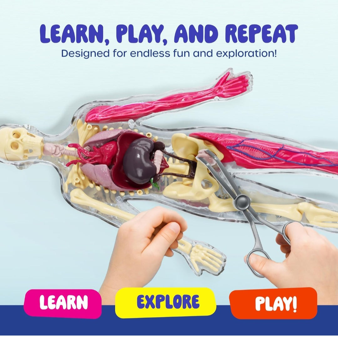 Human Body Study Kit