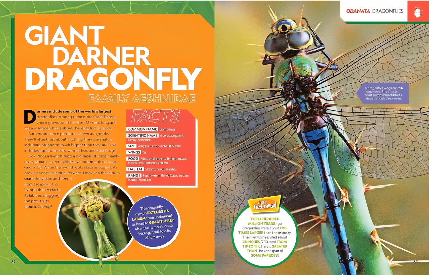 Insects and Bugs Book Bundle