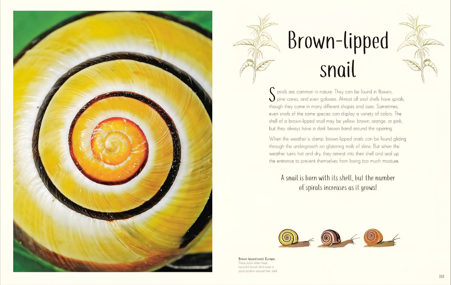 Insects and Bugs Book Bundle