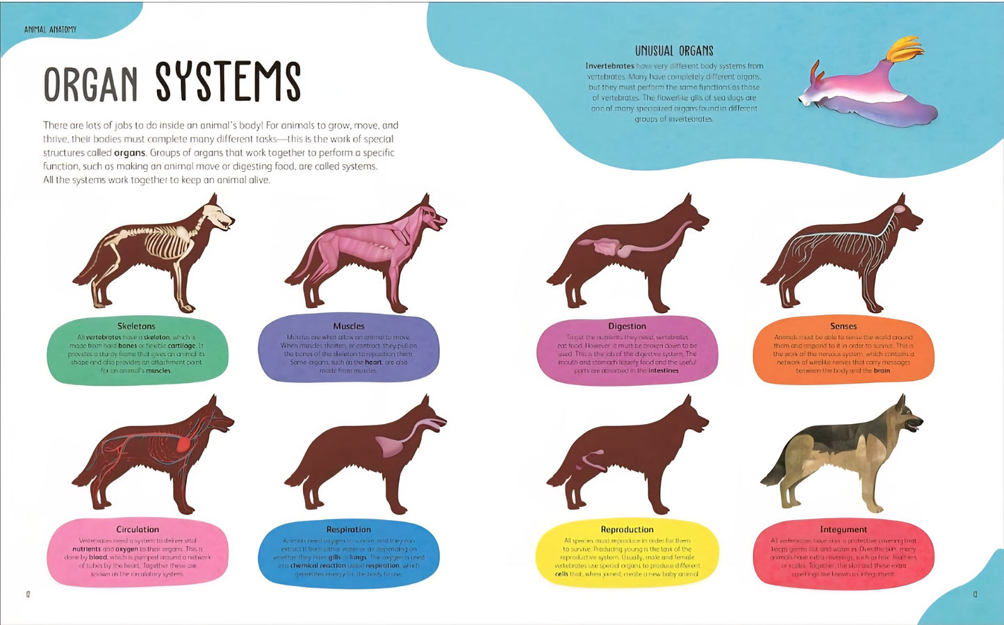 The Animal Body Book