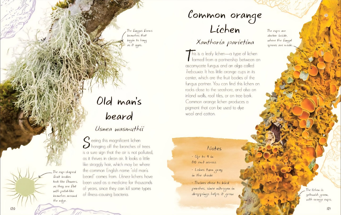 Mushrooms & Fungi Book Bundle