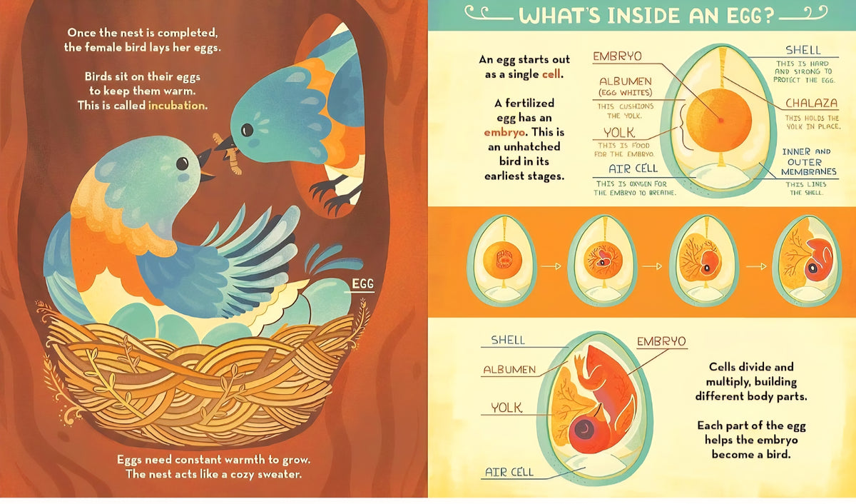 What's Inside? Nature & Life Cycles Book Bundle | 3 Illustrated Science Books by Rachel Ignotofsky|Paperback or Hardcover