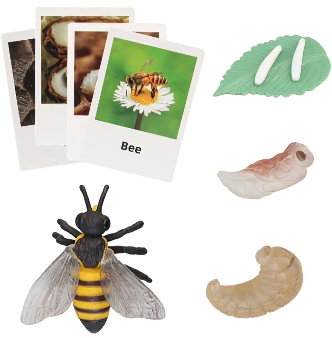 Bee Life Cycle|Figurines & Matching Cards