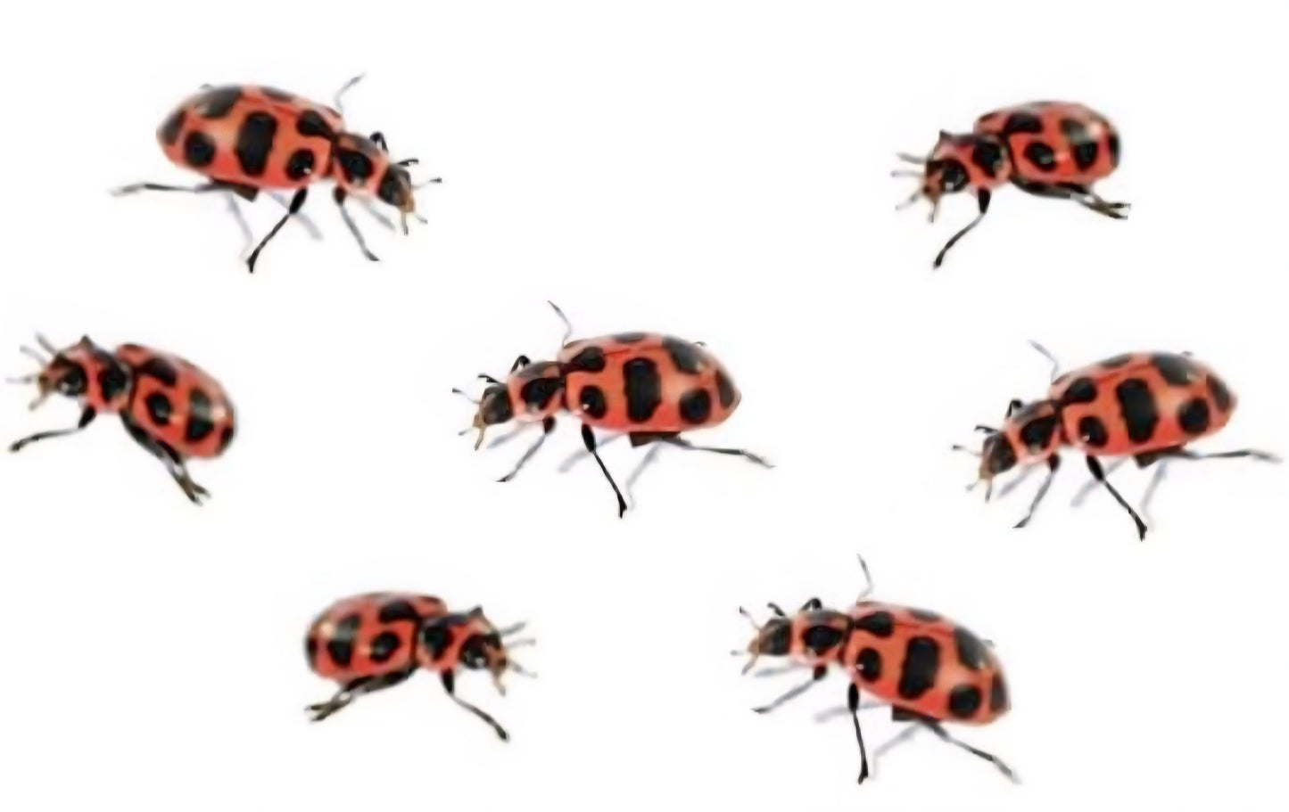 Insect Lore Ladybug Habitat With LIVE Ladybugs Project
