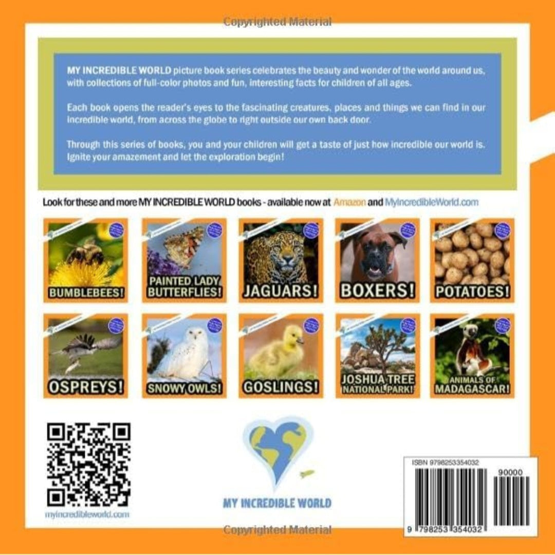 Wild Animals 3 in 1 Build and Learn Kit|Gray Wolf, Falcon, Raccoon
