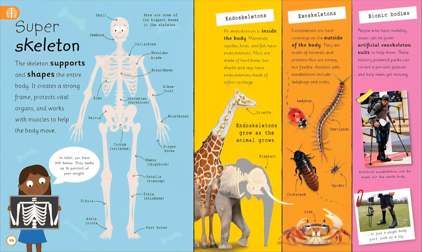 Human Body Study Kit