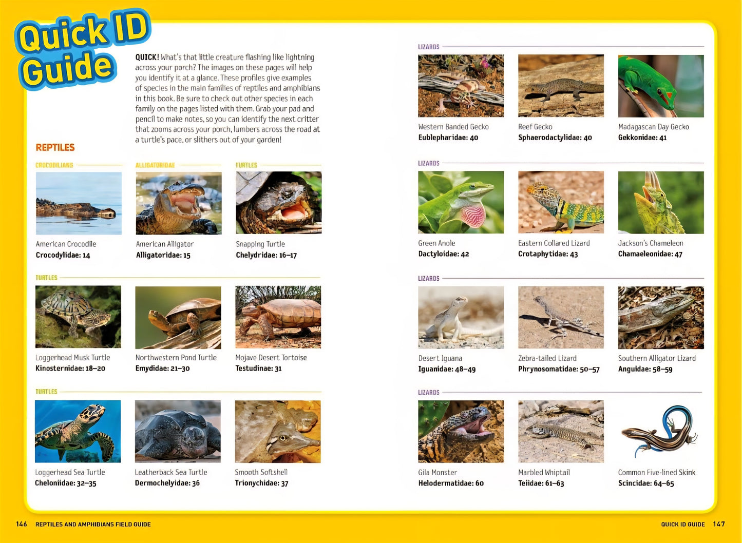 Reptiles & Amphibians Book Bundle