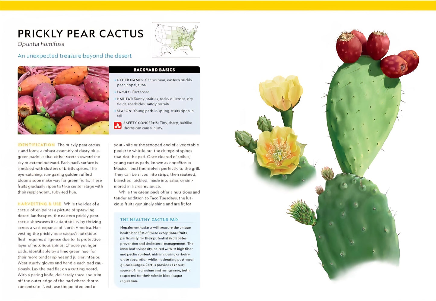 National Geographic Backyard Guide To Edible Wild Plants