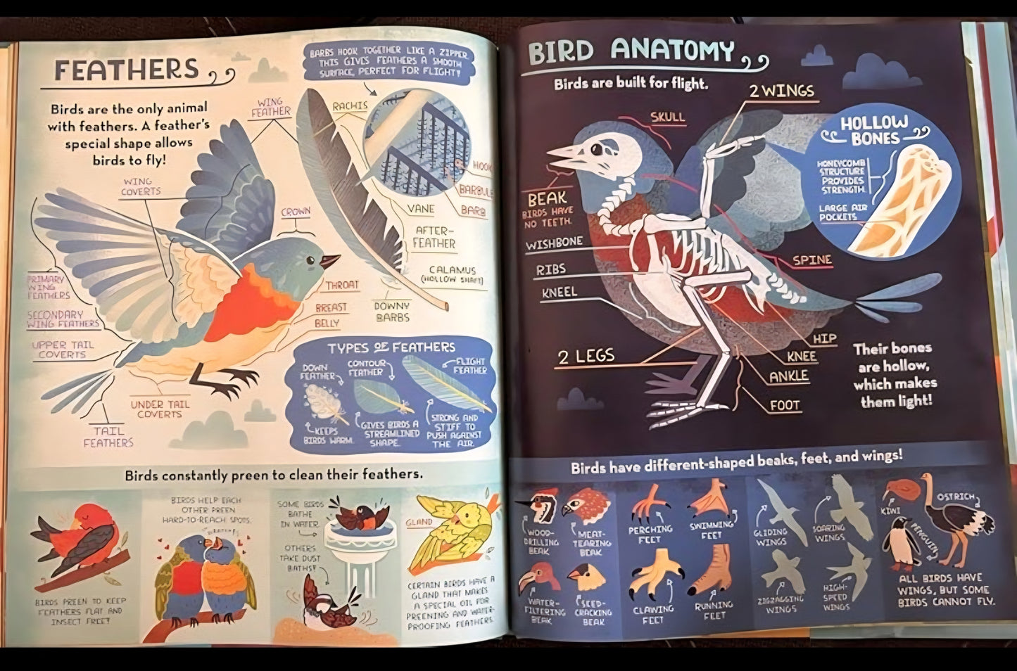 What's Inside A Bird's Nest?