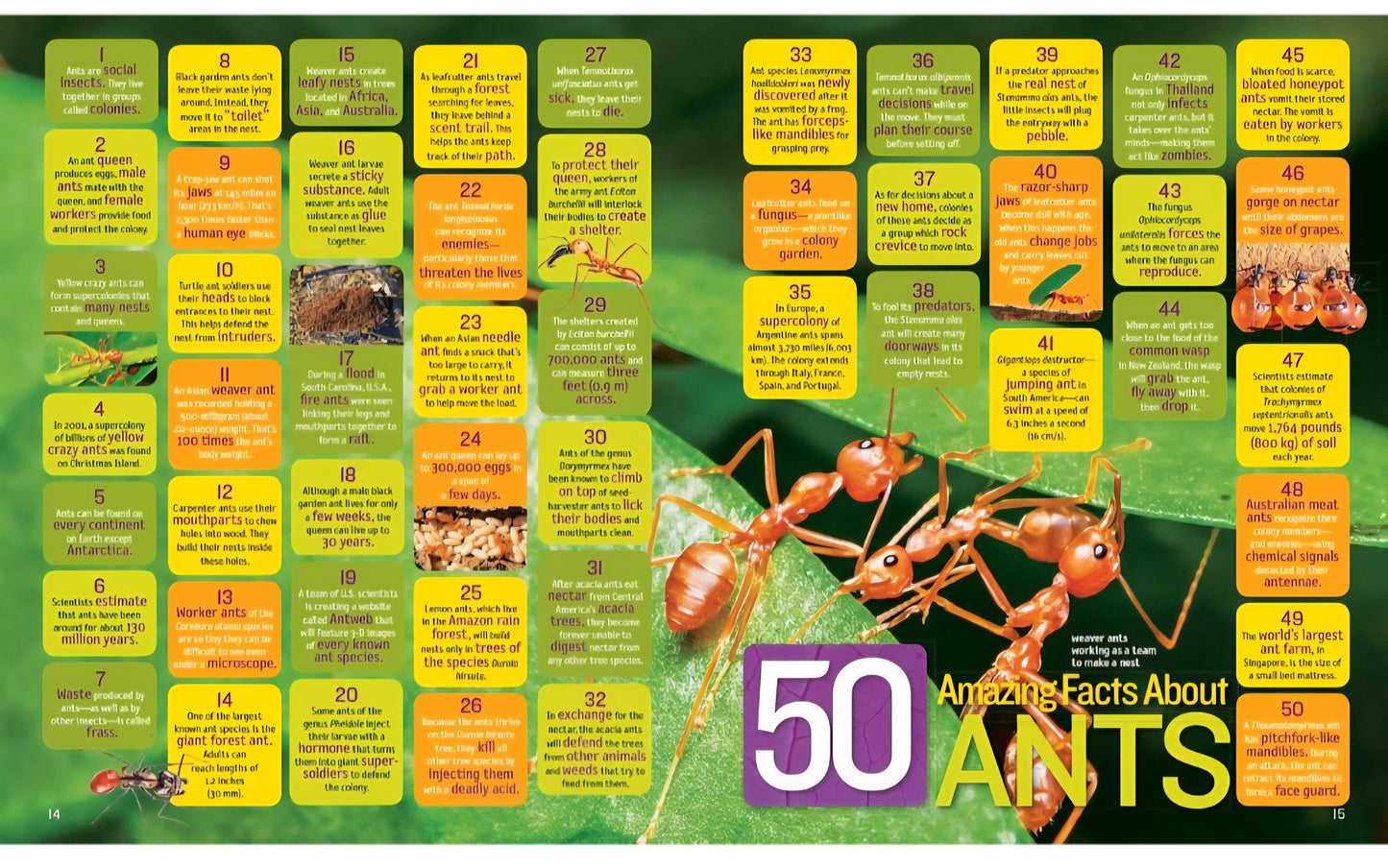 Insects and Bugs Book Bundle