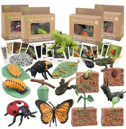 Life Cycles Learning Set (Butterfly, Frog, Ladybug, Plant)