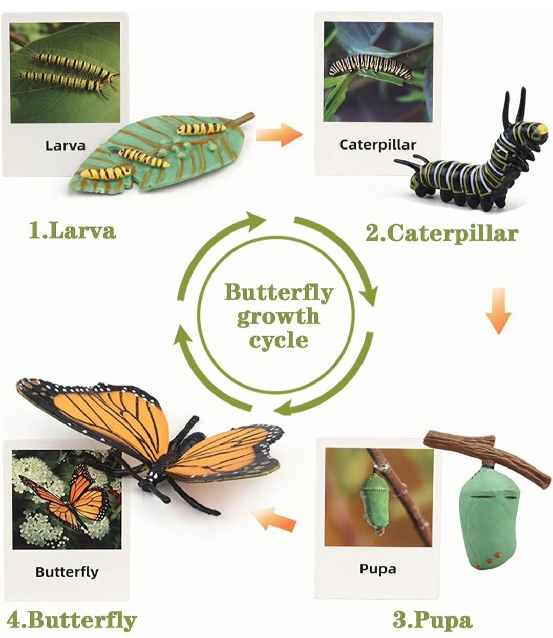 Life Cycles Learning Set (Butterfly, Frog, Ladybug, Plant)