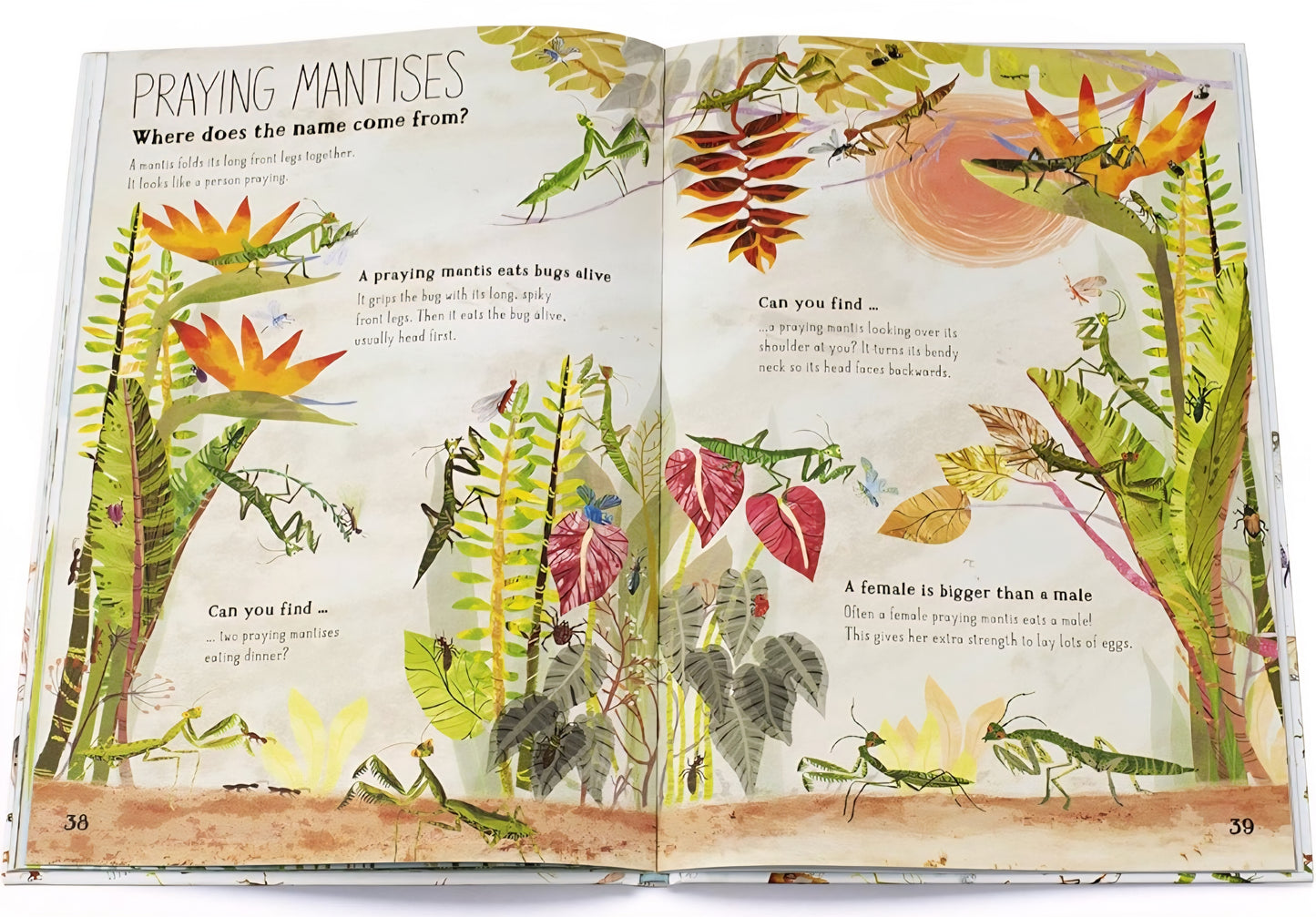 The Big Book Of Bugs