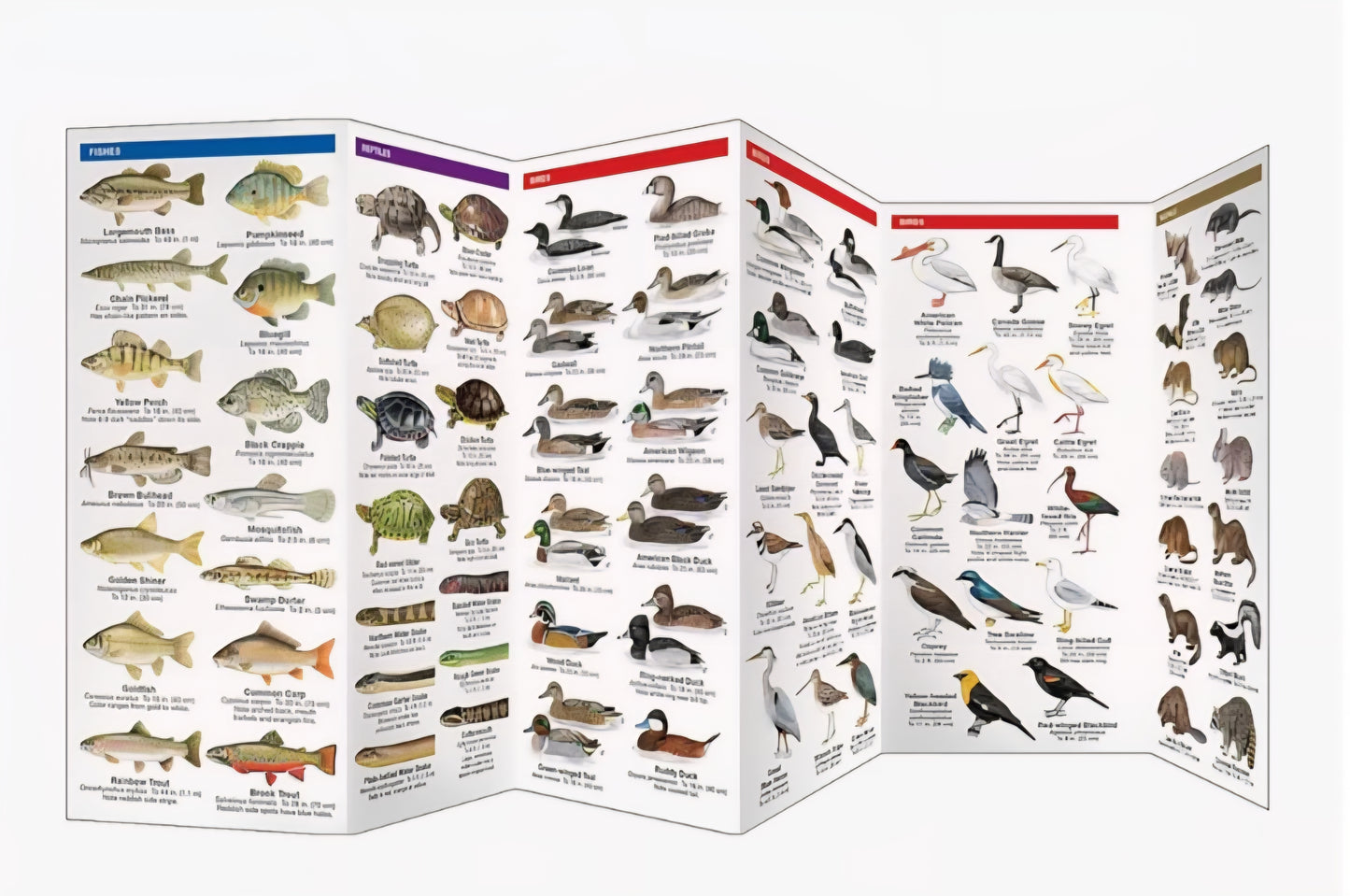 Pond Study Kit
