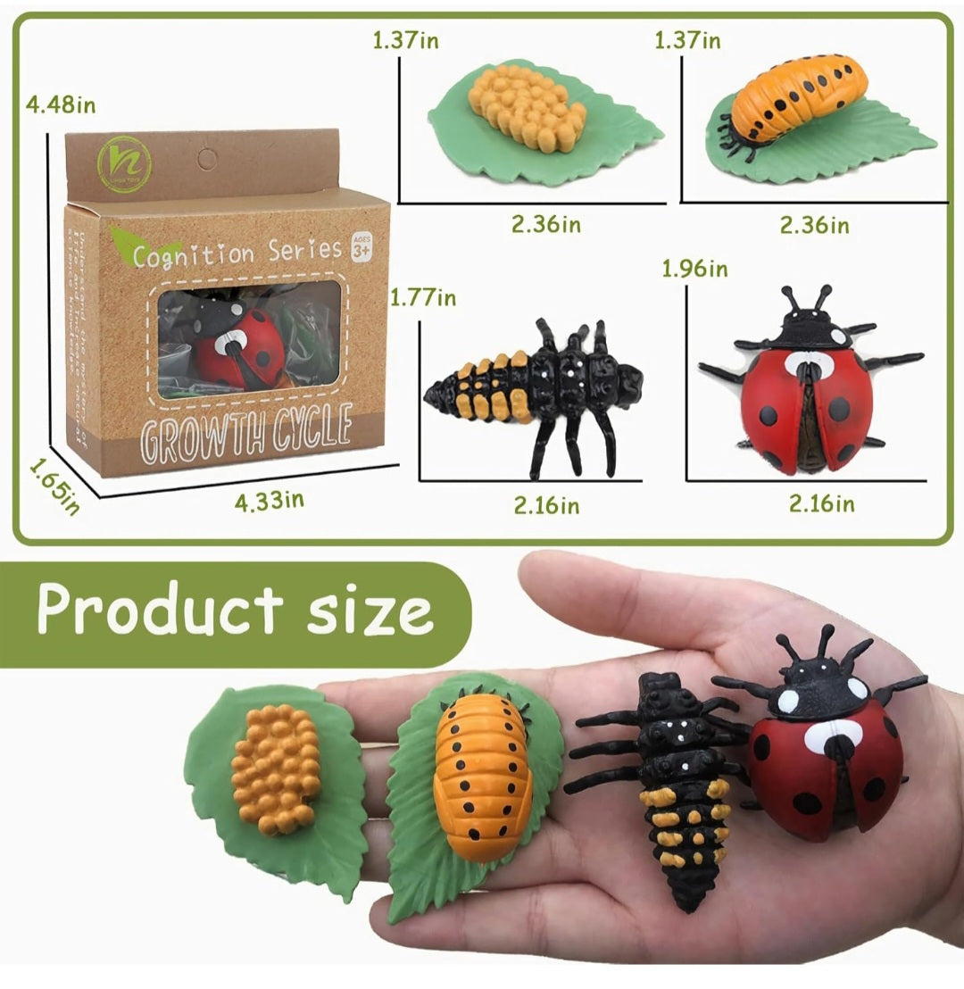 Life Cycles Learning Set (Butterfly, Frog, Ladybug, Plant)