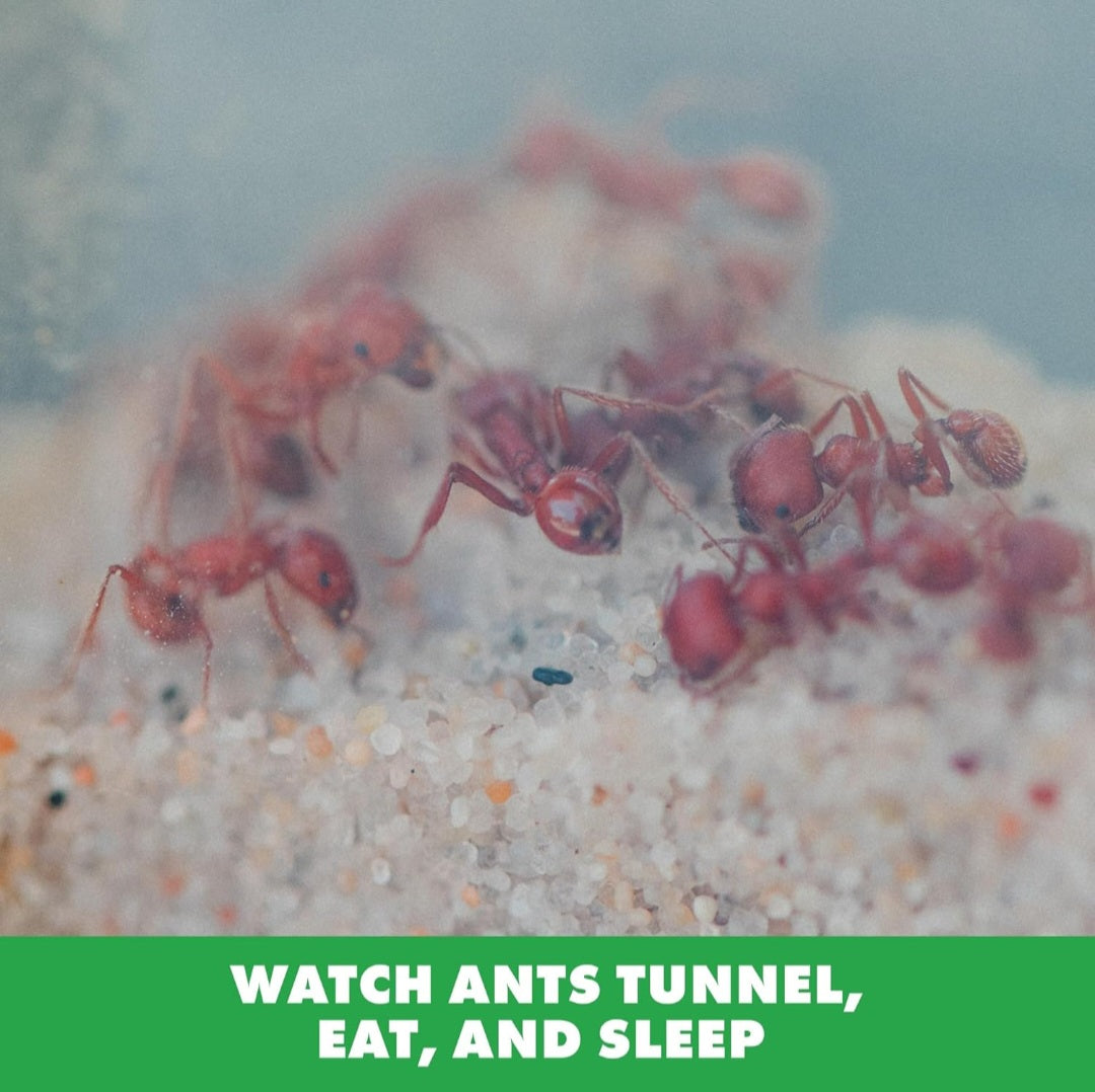 GeoSafari Ant Habitat With LIVE Ants Project
