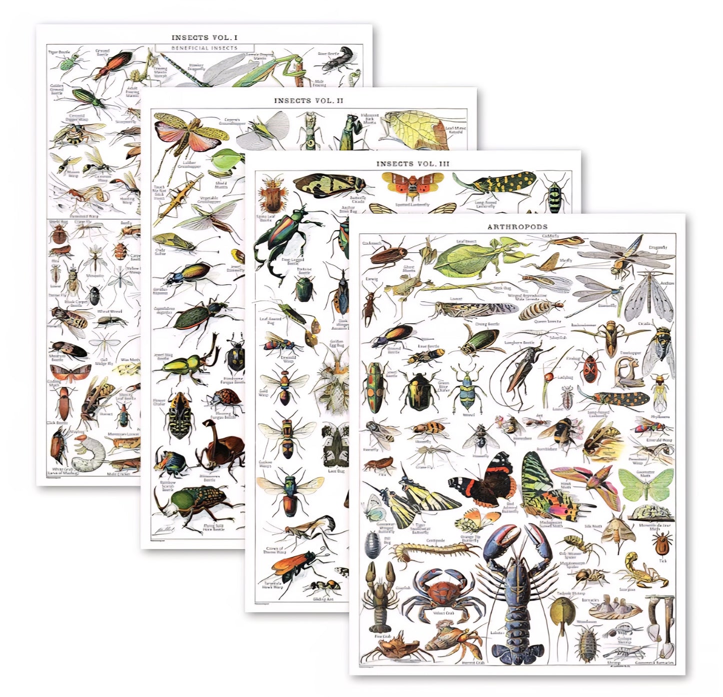 Bug Explorer Kit